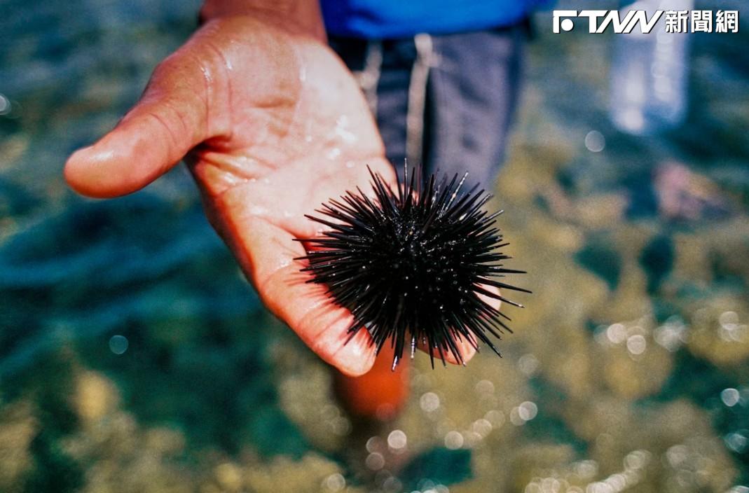 開放前夕大掃蕩！澎湖查獲6人偷採海膽...