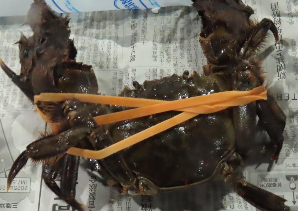 邊境查驗出爐！越南紫米、日本螃蟹等6批進口食品不合格