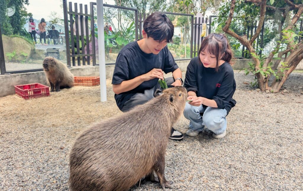 避暑旅遊首選 溪頭鹿谷「鹿芝谷萌寵生...