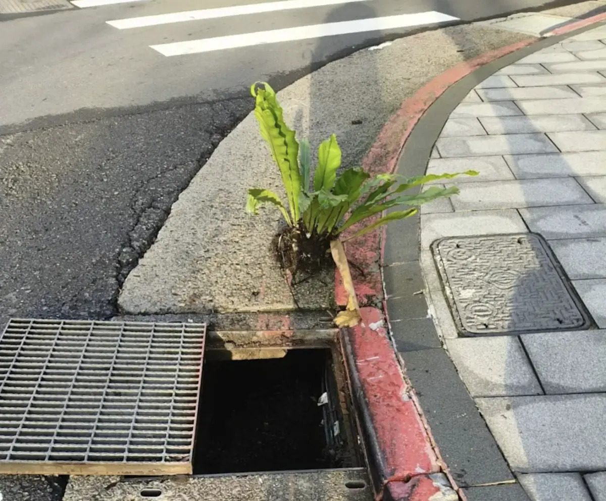 水溝挖出巨大山蘇！他吐槽：是蔣萬安種...