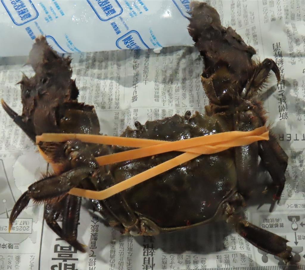 日本絨螯蟹首度檢出戴奧辛 一次2批都中標 食藥署急出手
