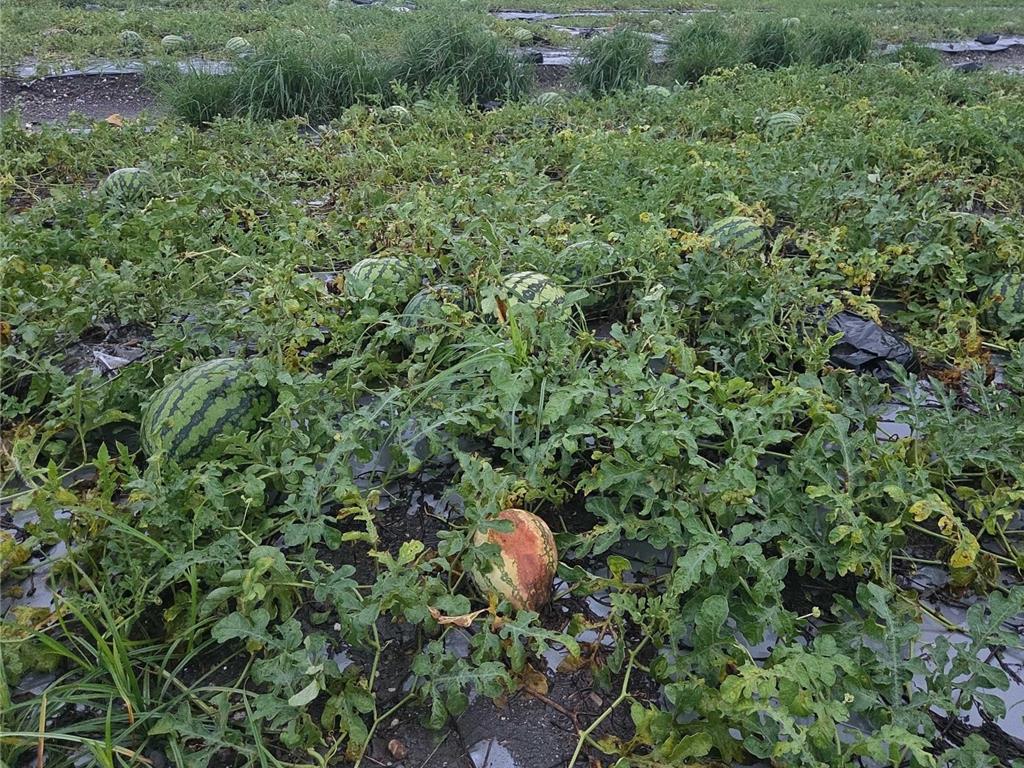 豪雨狂炸屏東 農損累計近300萬 4品項可辦現金救助