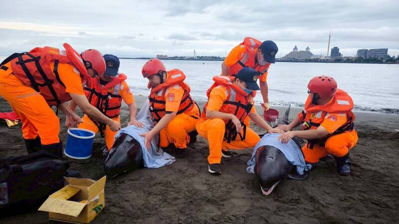 淡江大橋下4小虎鯨擱淺　海巡跨單位搶...