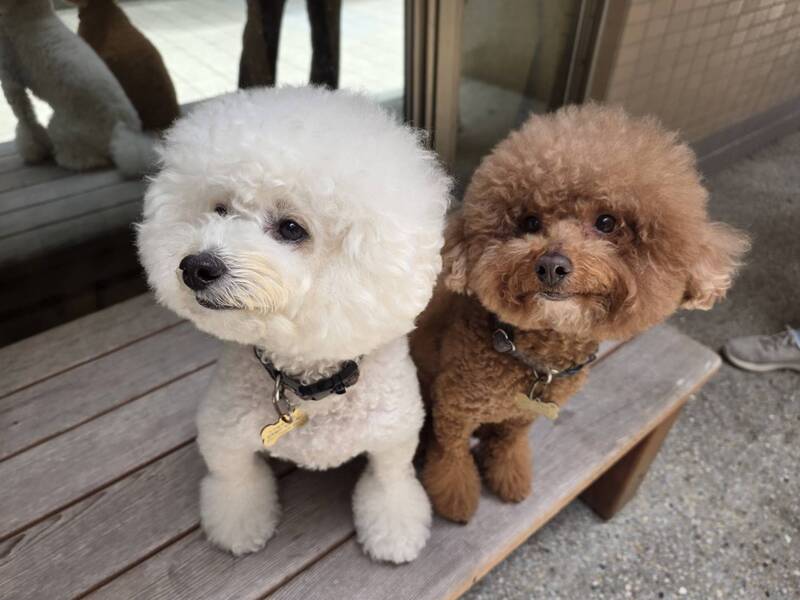 毛孩化身精神復健處方籤　大千南勢醫院引進陪伴犬 (圖)