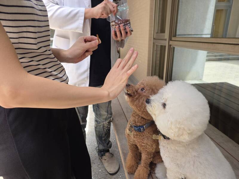 大千南勢醫院引進陪伴犬　扮演精神職能治療媒介 (圖)