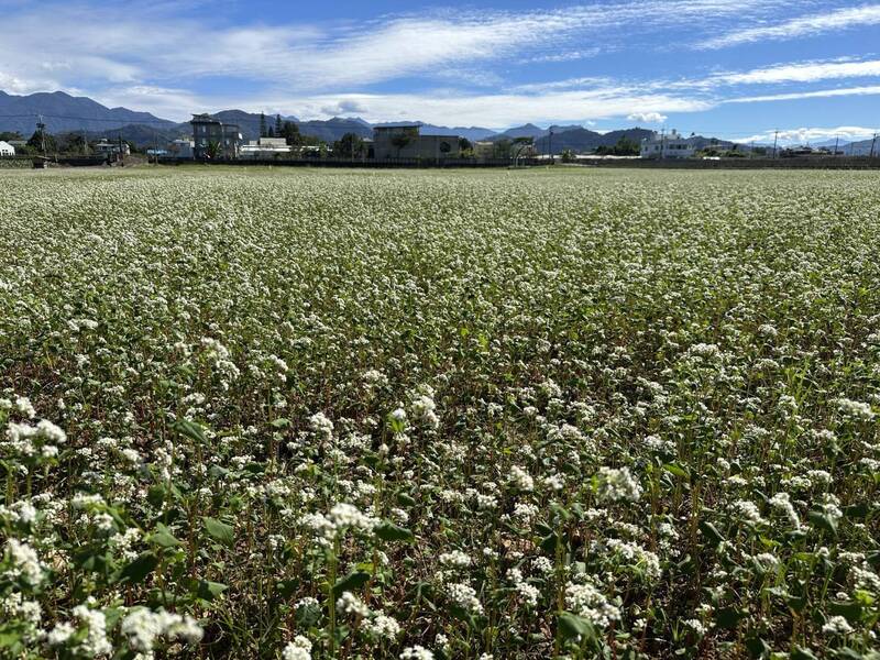 種苗場試種有機蕎麥　綻放白色花海 (圖)