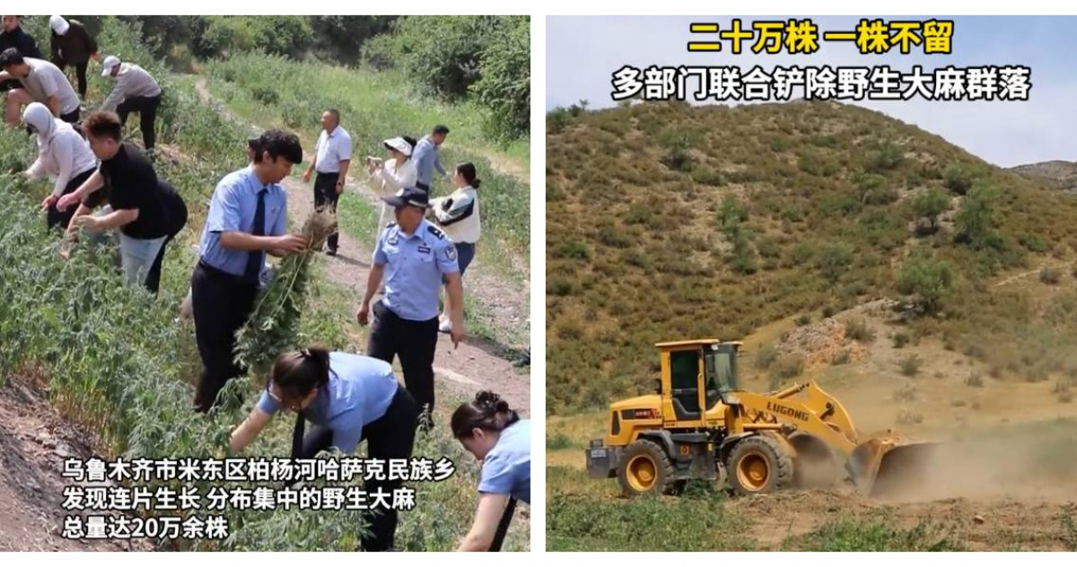 驚見20萬株野生大麻！警方拉網搜山全...