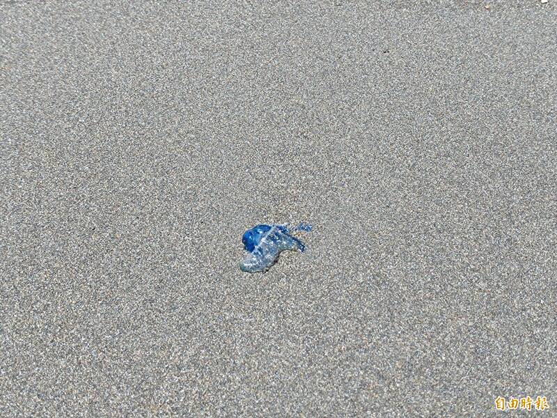 觀音濱海遊憩區驚見有毒「僧帽水母」 水域、沙灘隨處可見