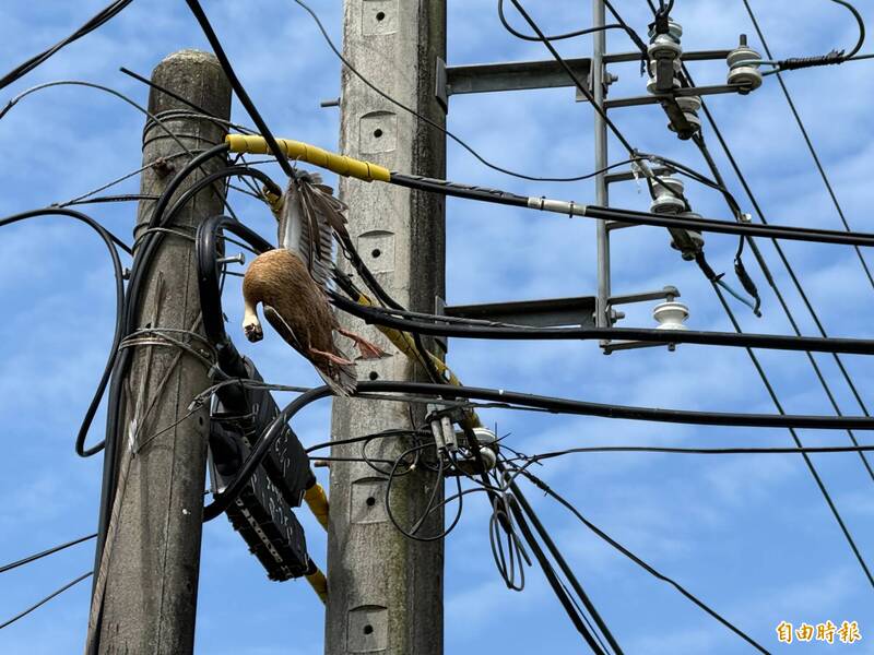 宜蘭野鴨遷徙撞入電桿纜線 疑觸電死亡懸掛半空中