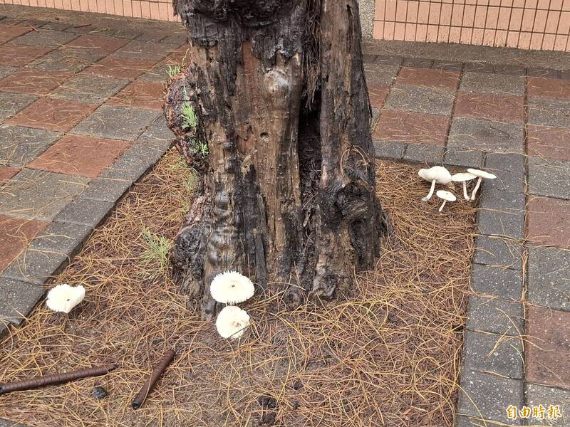 澎湖雨彈開花！ 路邊野菇蔓生成奇景