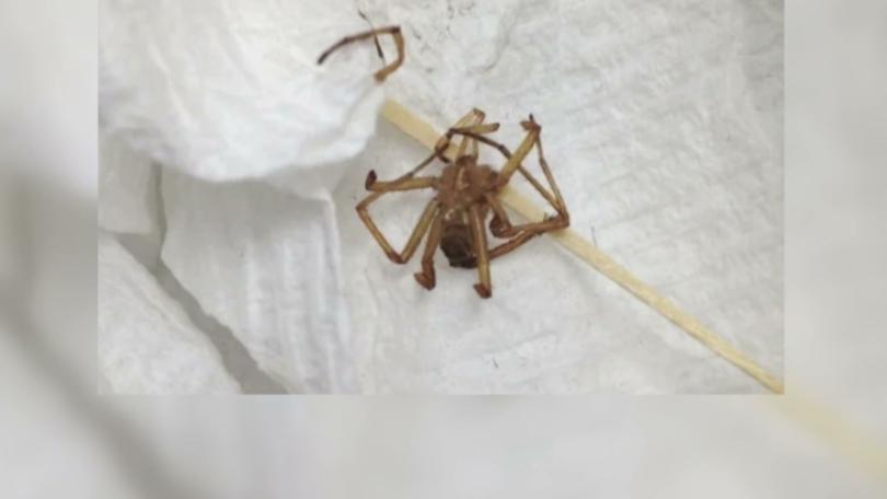 疑「紅頭平甲蛛」掉進右眼 高雄女子視...