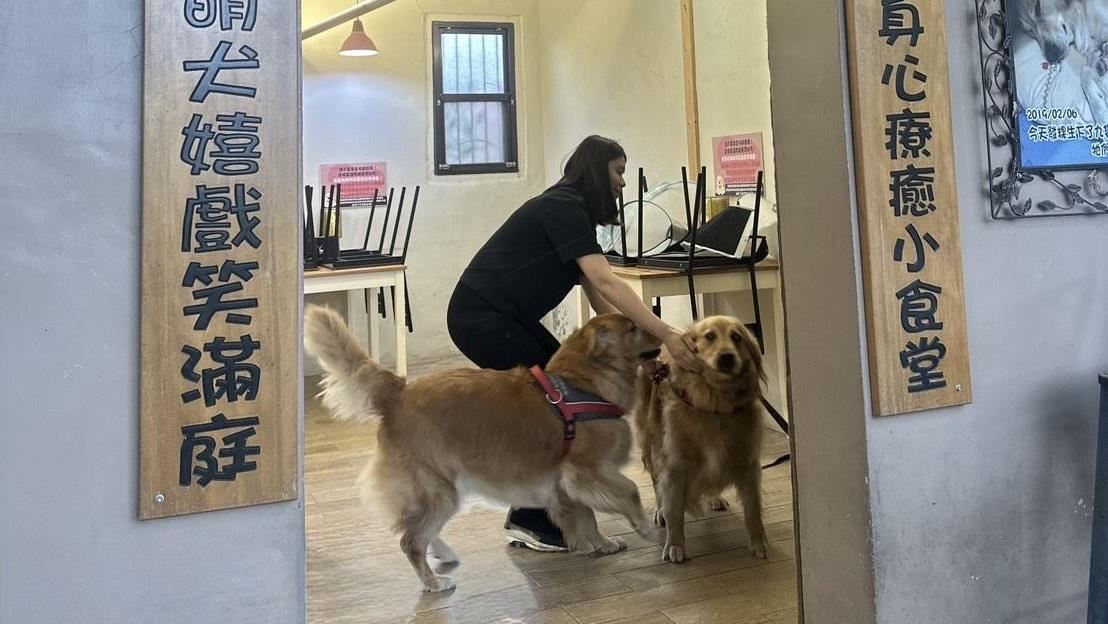 皮帶狠抽黃金獵犬！苗栗寵物餐廳爆虐狗...