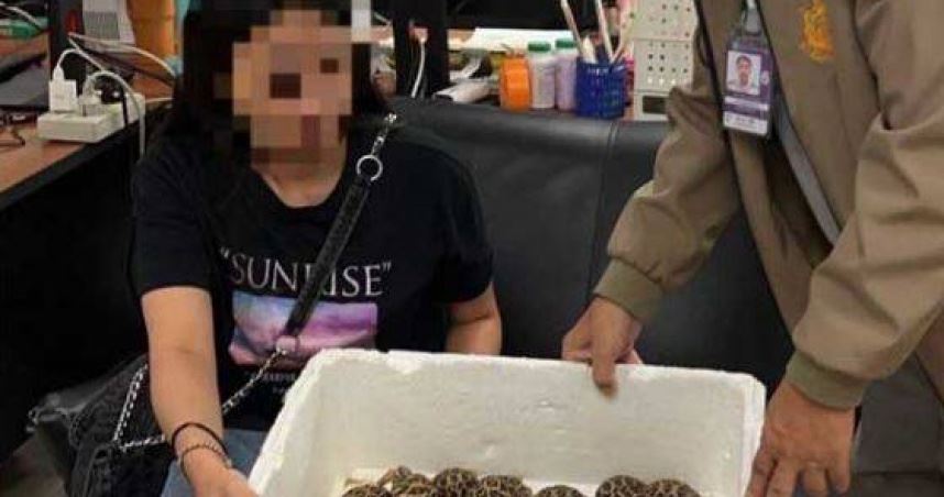 台籍19歲女身上貼30隻「印度星龜」闖關　泰國海關攔查時已死1隻