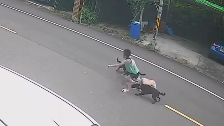 男童遭4惡犬圍攻撕咬「跌倒翻滾」狠心...