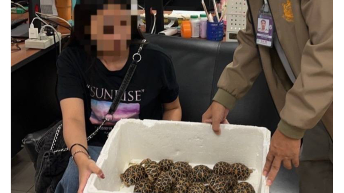 台女夾帶30隻印度星龜企圖走私　在曼谷機場遭查獲