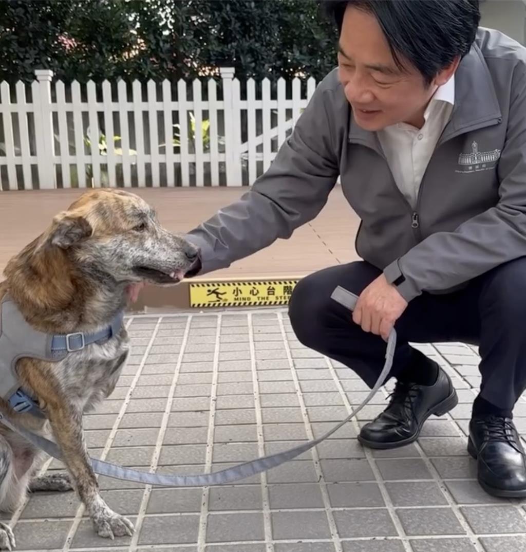 扯賴愛犬遭罵爆！陳佩琪反嗆「我沒攻擊」陳智菡緩頰：言論自由