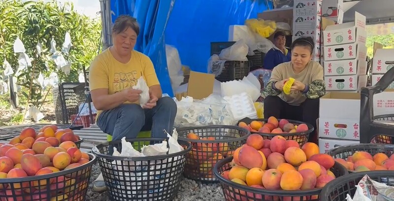 颱風巴威逼近　台東農民搶收 (圖)