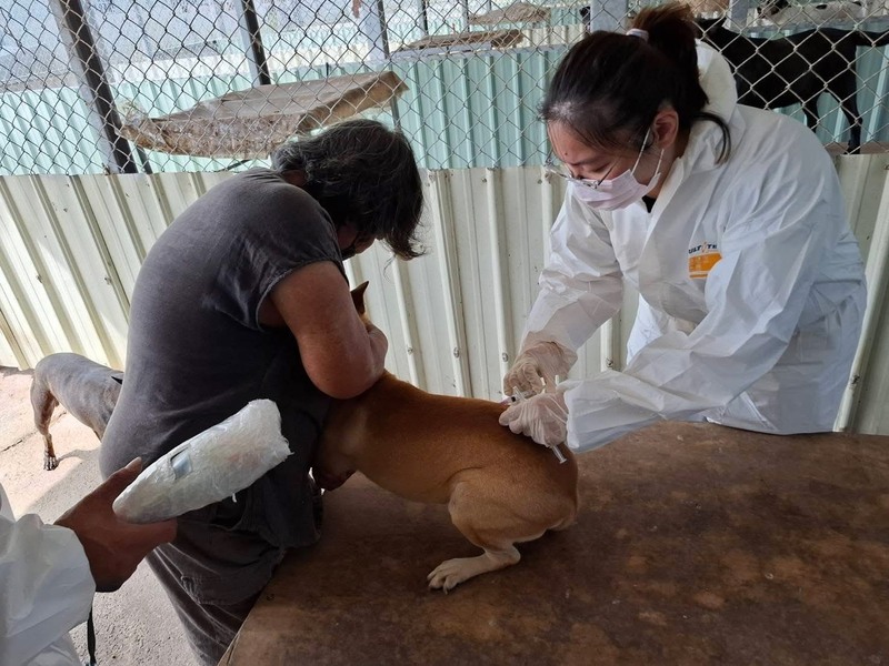 苗栗銅鑼現鼬獾狂犬病陽性　加開疫苗注射場次 (圖)