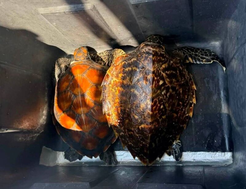 澎湖遭網纏2海龜獲救　送收容中心照護...
