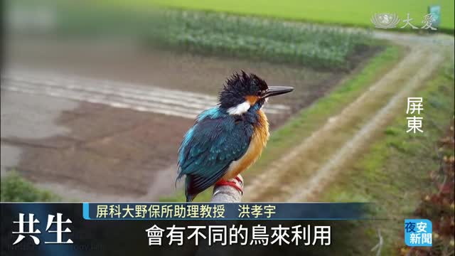屏科大"猛禽棲架" 守護生態創雙贏