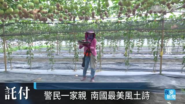 藍星百香果夯 波麗士夜巡護農