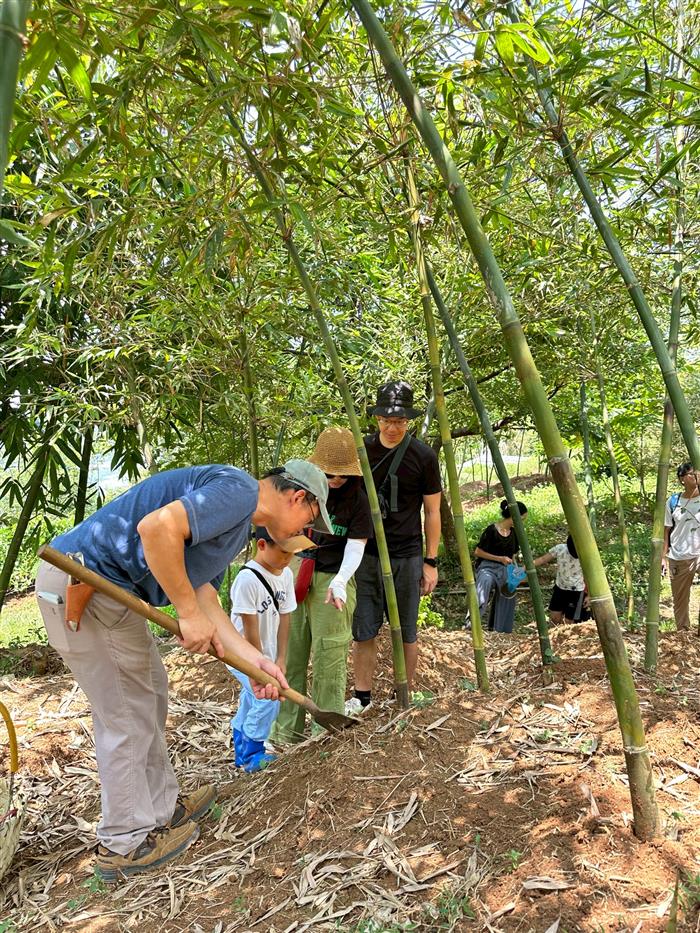 2026臺北市綠竹筍產季開跑 看見仲夏綠寶石