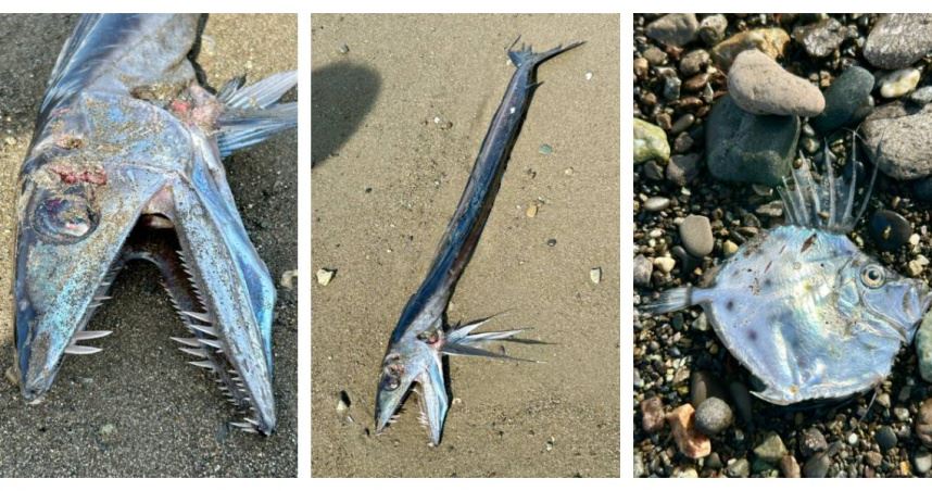 海灘驚見「長條尖牙怪」死屍！260萬人看傻：要地震了？　真實身分曝光
